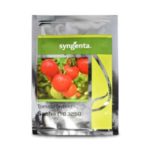 Saaho Tomato [TO-3251]