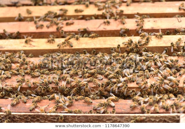 Apis Mellifera Beehive